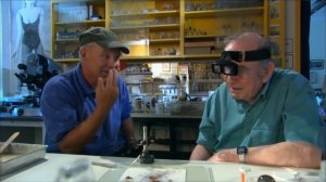 Жук бомбардир   брызгающий жук