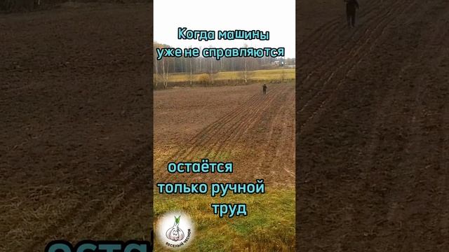 #чеснок ручная посадка, без #т25 и без #мотоблока