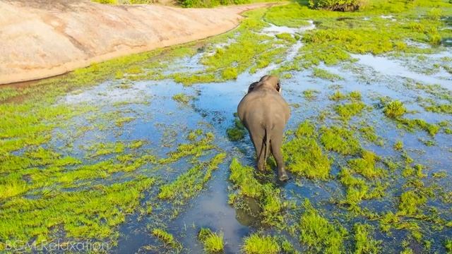 Baby Animals 4K - The Most Adorable Young Animals With Relaxing Music for Stress Relief and Fatigue смотреть онлайн