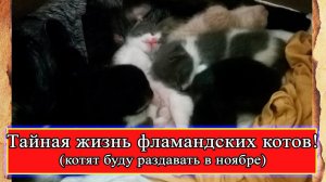 Тайная жизнь котов.