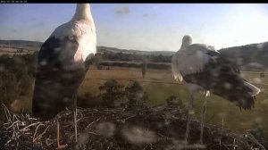 Сенсация! Смотрим. Птенец аиста - полетел.