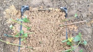 ЧЕРЕНКУЕМ РОЗЫ В ПЕСОК ОСЕНЬЮ