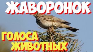 Голоса птиц и звуки животных. Звуки природы слушать онлайн ЖАВОРОНОК