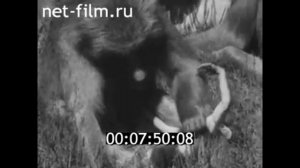 1987г. Сухумский обезьяний питомник. Абхазия.