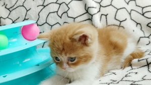 Шотландский котёнок играет