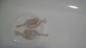 Как отмыть двухкамерный гидрозатвор внутри?