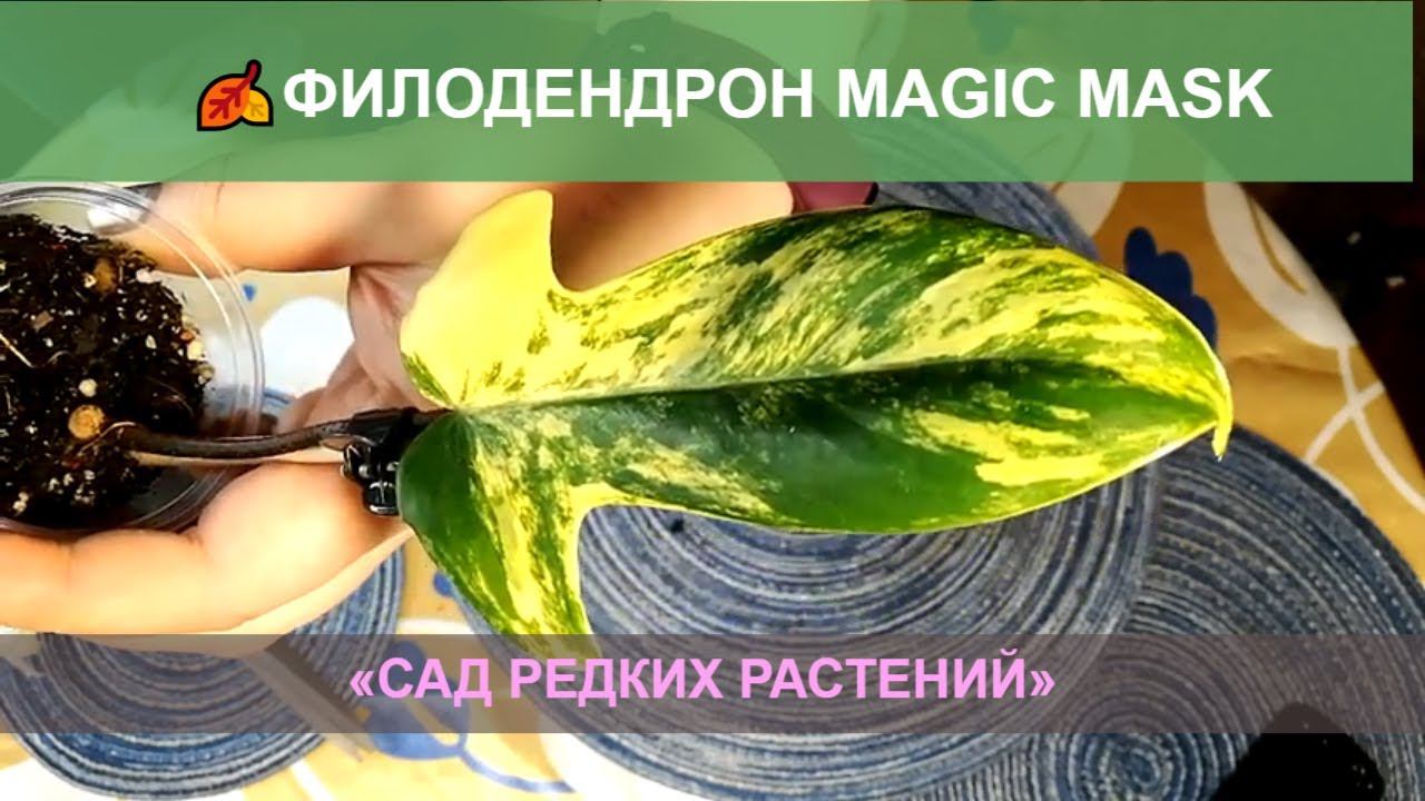 Филодендрон Magic Mask - распаковка Волшебной маски