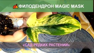Филодендрон Magic Mask - распаковка Волшебной маски