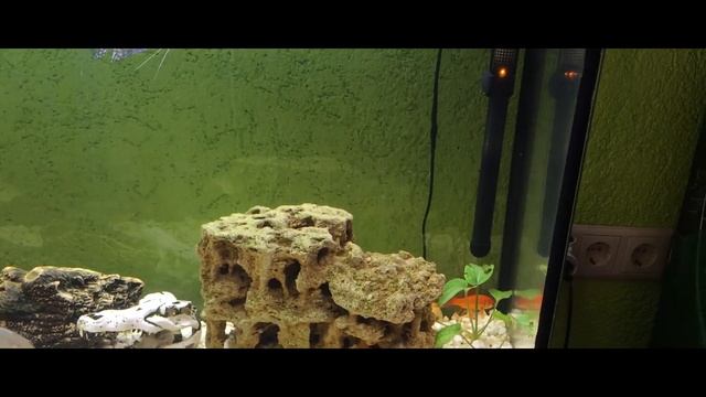 ПИРАНЬИ СЪЕЛИ ЗОЛОТУЮ РЫБКУ ЗА 1 МИНУТУ!!!!18+!!!СЛАБОНЕРВНЫМ НЕ СМОТРЕТЬ!!! смотреть онлайн