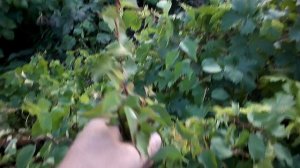 ЧЕМ УКРЫЛ ВИНОГРАД ОТ ОСЕННИХ ЗАМОРОЗКОВ.