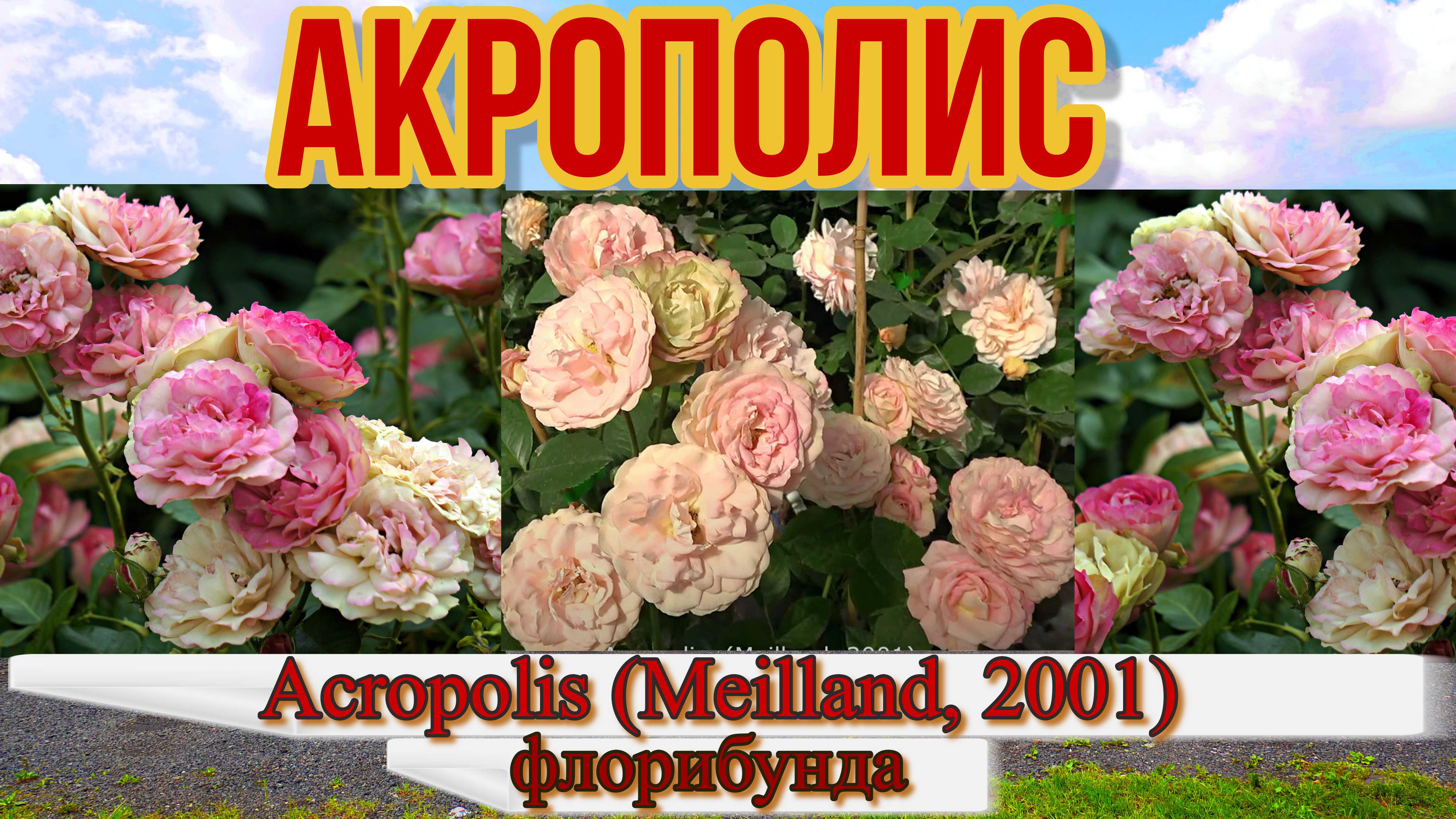 Роза Акрополис (Флорибунда)  Acropolis (Meilland, 2001)