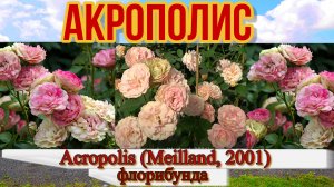 Роза Акрополис (Флорибунда) Acropolis (Meilland, 2001)