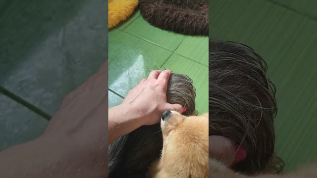 Наши будни,наши прогулки.Гуляем,играем,шумим,веселимс.Мои красотульки,лохматульки,любимки ? смотреть онлайн