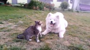 Самоедская лайка играется с котом