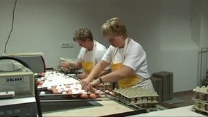 Домашняя птицеферма.