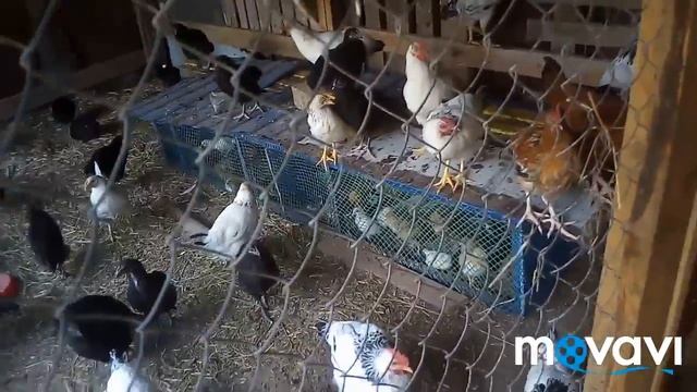 Сколько места нужно гусям? Переселяю гусей. смотреть онлайн