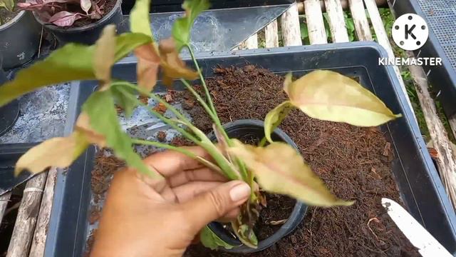 ออมชมพ  ขยาย ออมชมพ เลยงยงไงใหใบสชมพ ไมมงคล ไมมงคลเสรมโชคลาภ garden