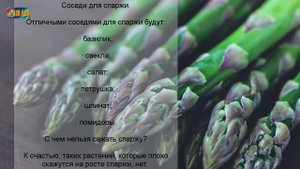 Подбор соседей по грядке. Какие овощи лучше сажать рядом?