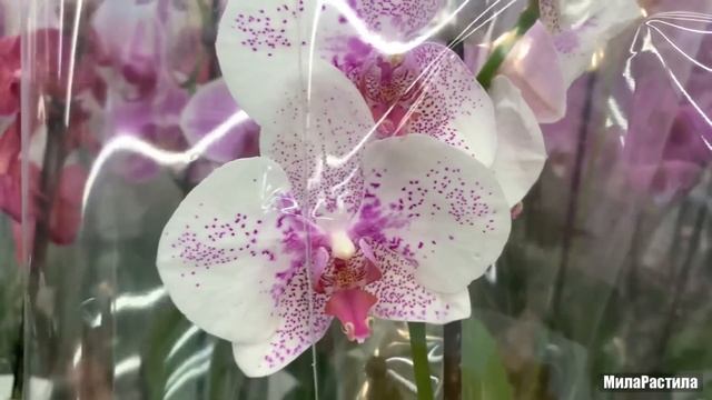 Новая партия ОРХИДЕЙ по 477 р.! В Леруа Мерлен на Уральской, СПБ. 04.07.22. смотреть онлайн