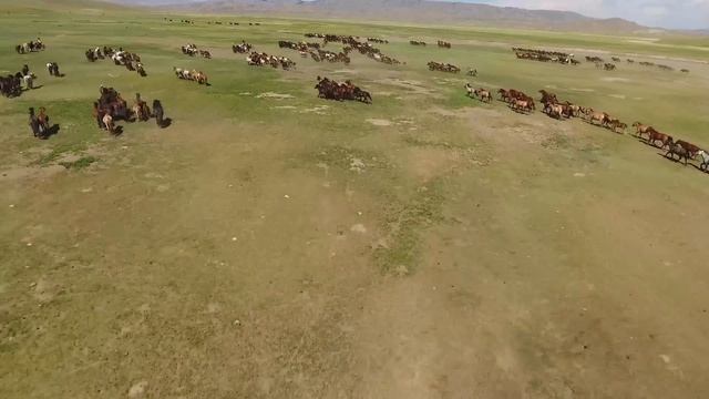 Воля