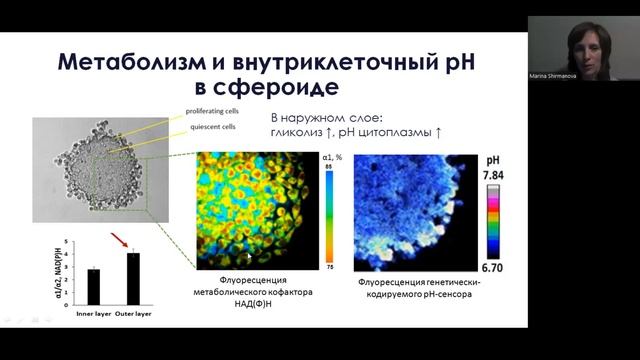 Школа молодых учёных: Ширманова М.В. - Экспериментальная онкология смотреть онлайн