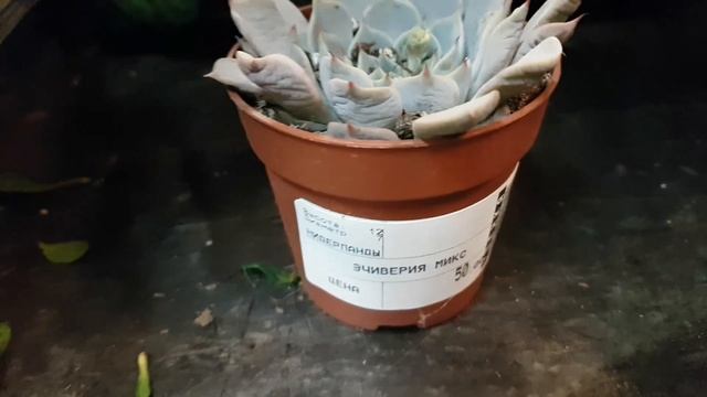 Уценка, Гринвилль: масдеваллия, цимбидиум, гинура, аглаонема, филодендрон, азалия, калатея, хойя... смотреть онлайн