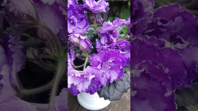 #фиалка НК-Лилон Лила спорт смотреть онлайн