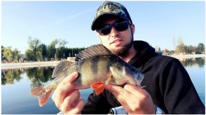 Как ловить окуня летом на спиннинг. Рыбалка на Микроджиг 2024