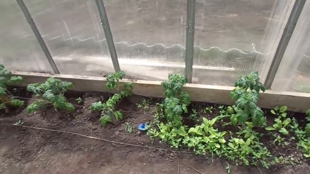 КАКИЕ ТОМАТЫ Я ВЫСАДИЛА В ТЕПЛИЦУ. Ольга Чернова. смотреть онлайн