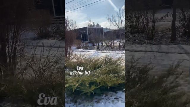 Топиарные Растения или не формированные..? Обзор. Что выбрать решайте сами смотреть онлайн