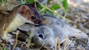 ЛАСКА?/Куньи/Животные/Интересные факты