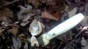 ?Гриб Веселка в лесу  Как собирают  Как приготовить и где растут в лесу  Жара +33