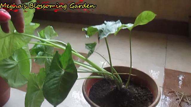 How to Propagate or Multiply and Care Syngonium Podophyllum |Arrow Head Plant | Hindi/Urdu | V46 смотреть онлайн