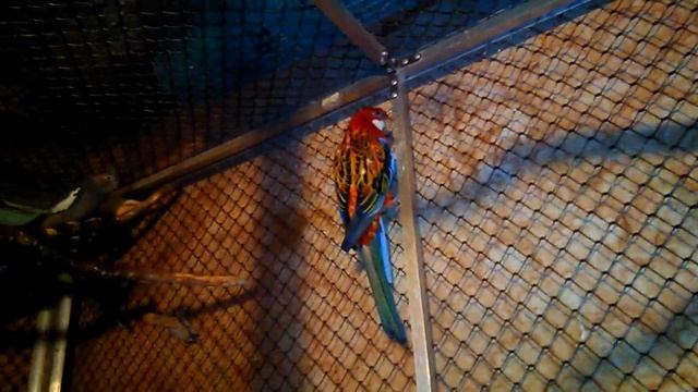 Дружно живут в большом вольере розеллы, кореллы, канарейки . смотреть онлайн