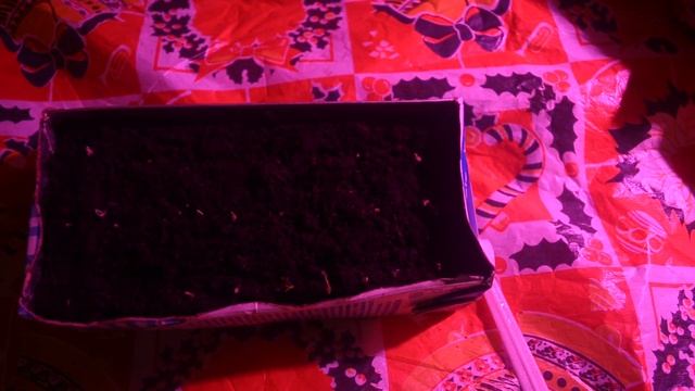 Выращиваем пепино с декабря смотреть онлайн