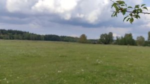 Ниваки из яблони дички. Формировка первой яблони в форме чаша в поле.