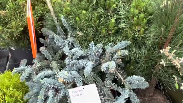 ВЫБИРАЕМ РАСТЕНИЯ ДЛЯ САДА. ОБИ - ВСЕ ДЛЯ ДАЧИ! смотреть онлайн