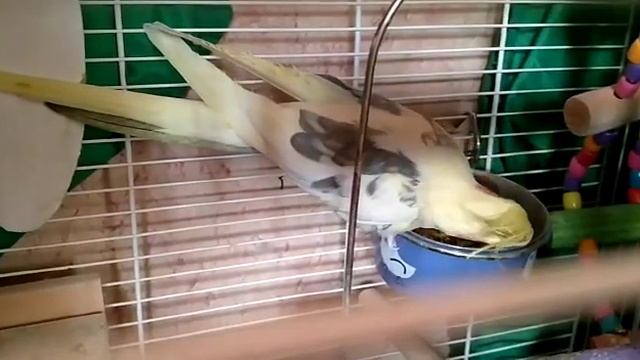 Аркаша попугай корелла учится говорить / Parrot Corella Learns To Speak