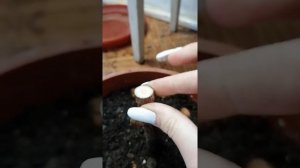 Прививка фикуса. Как укоренить фикус. Эксперимент!!! Привить 3 разных сорта фикуса на один.