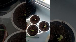 ТОМАТЫ БАЛКОННАЯ СЛИВКА