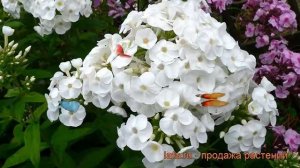 Флокс метельчатый Голубь мира (phlox paniculata) ? обзор: как сажать, рассада флокса Голубь мира