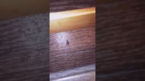 Кожеед попал в квартиру и везде оставил яйца