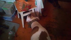 нападение из засады и ответный кусь