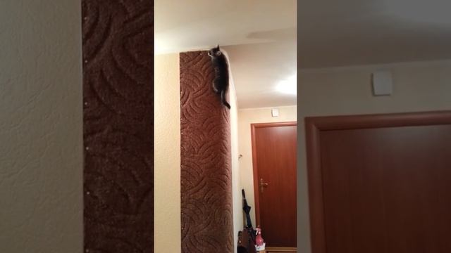 Космик на стене -такой вот у него игровой комплекс смотреть онлайн