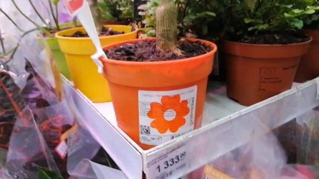 ЛЕРУА МЕРЛЕН ОБЗОР ЦВЕТОВ смотреть онлайн