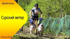 Сурский ветер 2019. Драйленд. Соревнования по ездовому спорту
