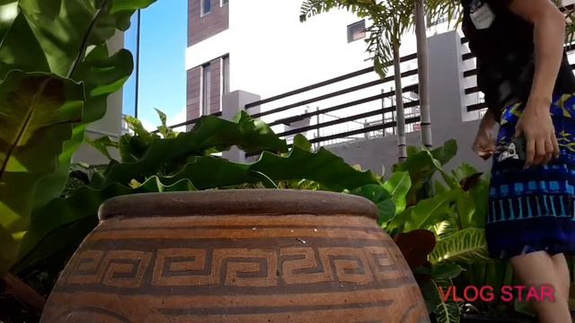 Trim Croton Plant/San Francisco & Bird's Nest Fern смотреть онлайн