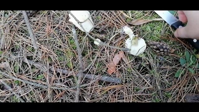 Грибы 7октября. Рядовка серая и зеленая.Съедобные и ядовитые Курочки и гусочки.Осенние грибы/gribi