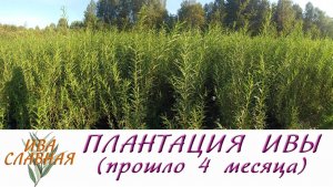 Ива Славная: Плантация ивочки - прошло 4 месяца (19.08.2023)