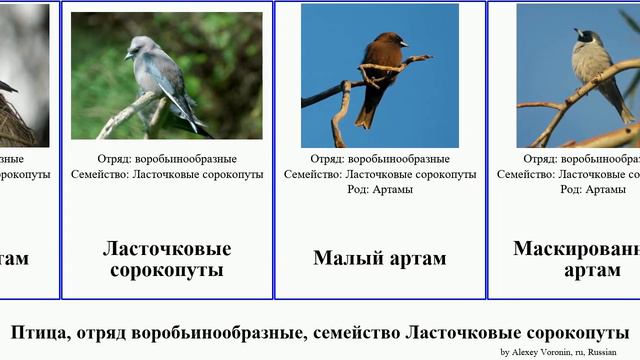 Птица, отряд воробьинообразные, семейство Ласточковые сорокопуты артам bird птицы Чернолицый Малый